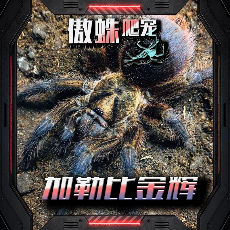 加勒比金辉宠物蜘蛛温顺好养可以上手的宠物蜘蛛