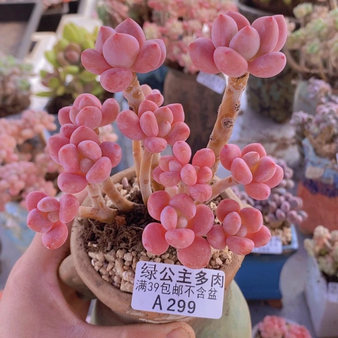 樱花洛神10cm299多肉