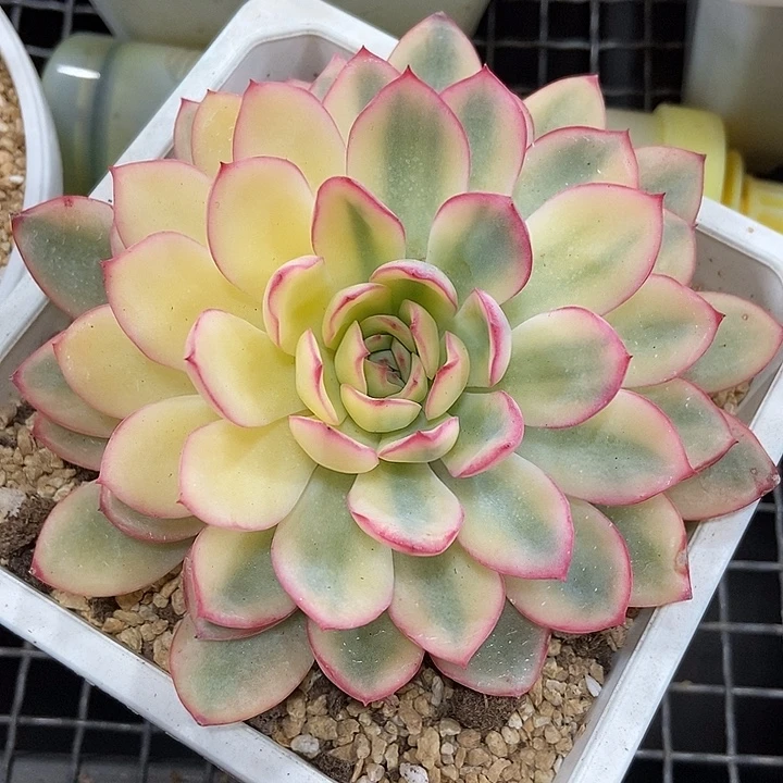 捡漏雨燕座锦多肉