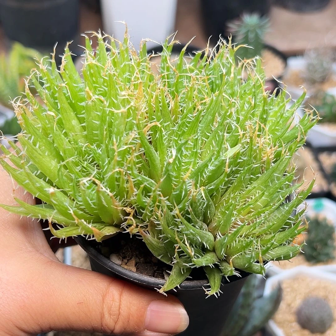 原始种十二卷母本群一颗