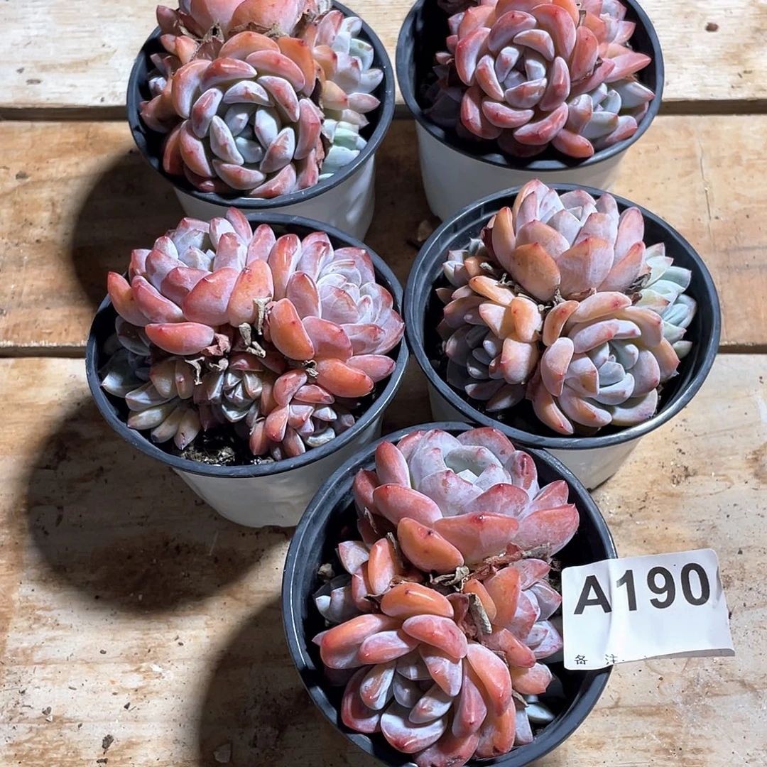 东***5190多肉植物多肉植物