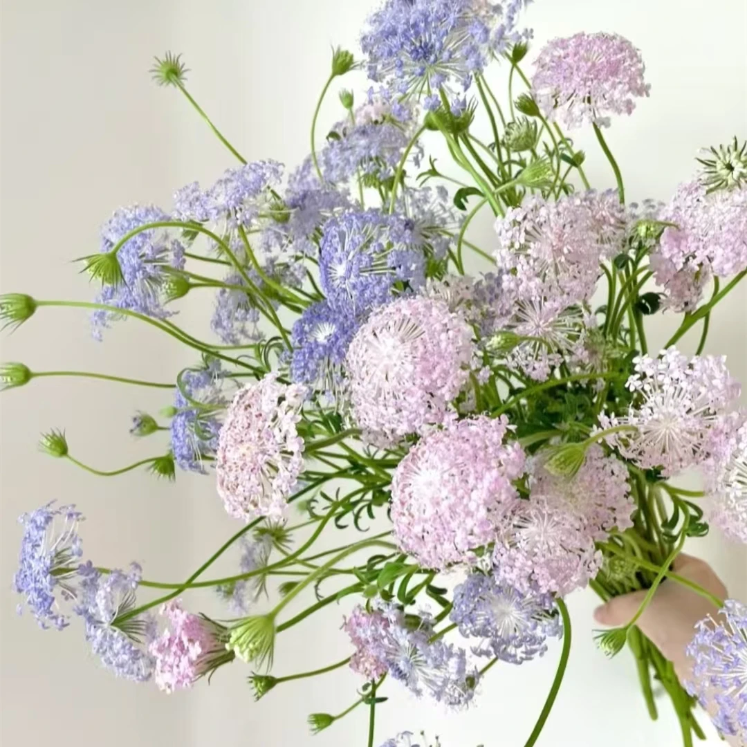 翠珠【草花】【零度以下不拍保温棉不售后】