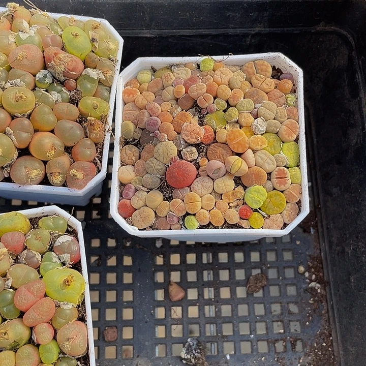 7方满盆生石花带盆土