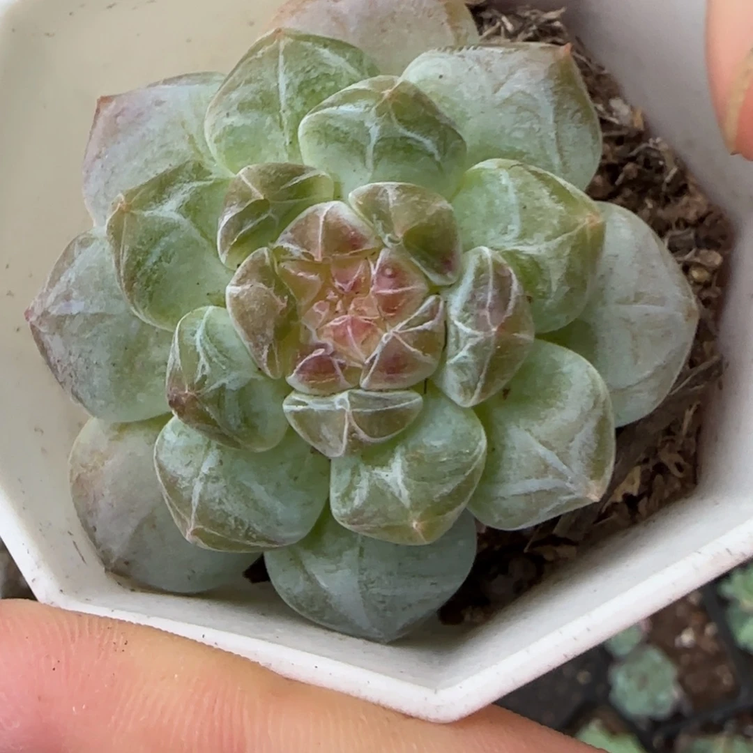 小卡拉米糖心一物一拍15-92