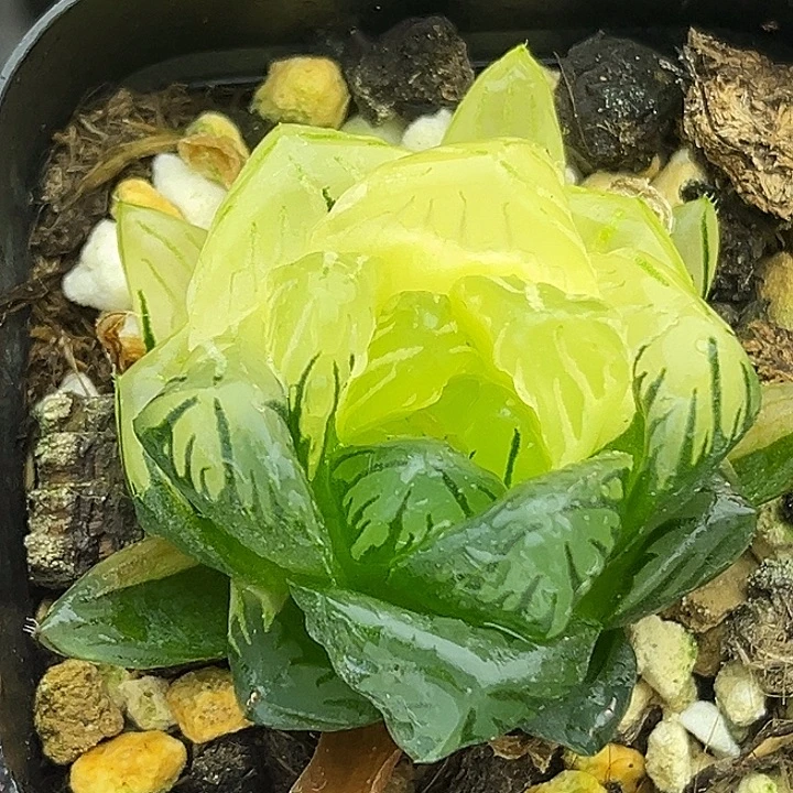 1巨大化龙鳞玉露锦