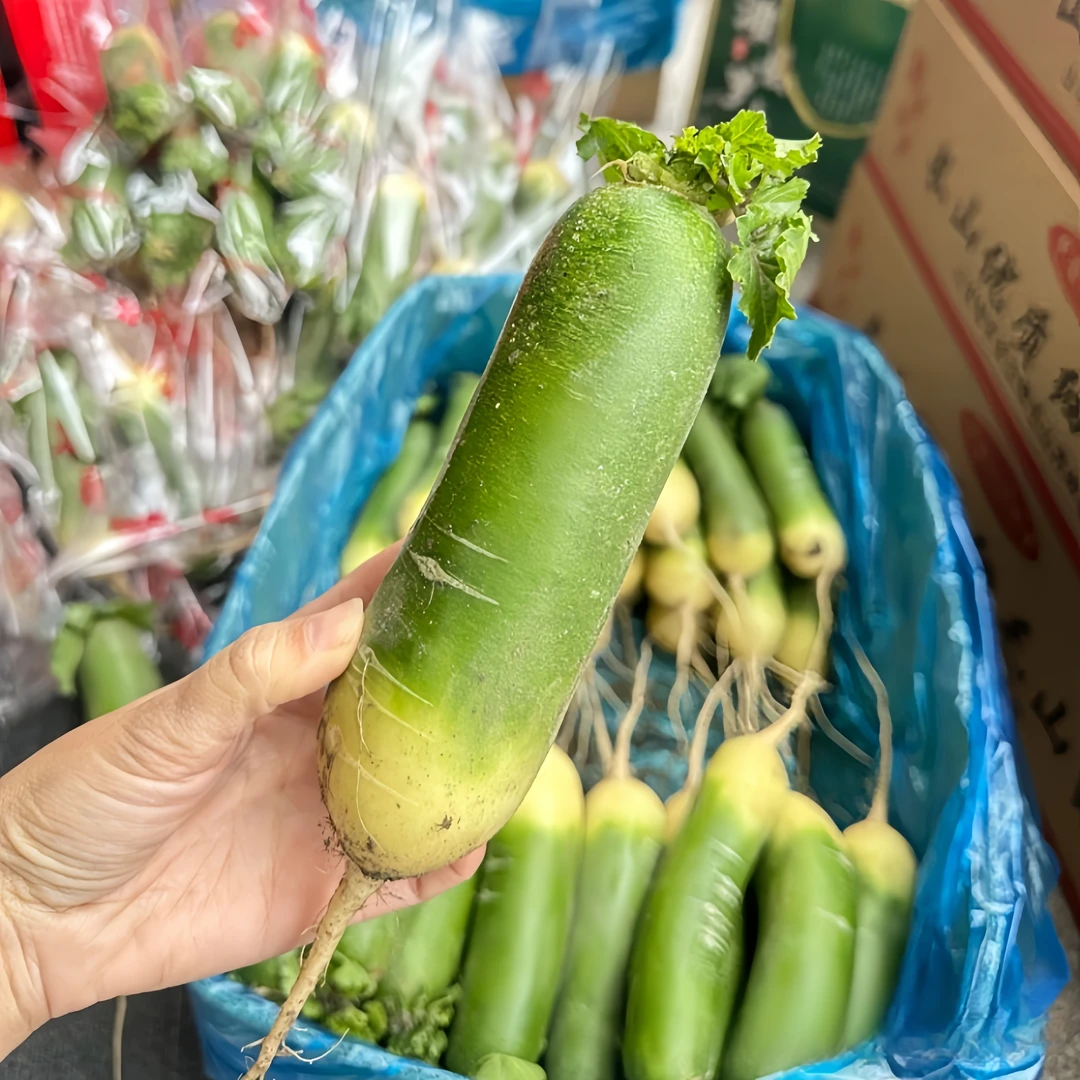 潍坊水果萝卜新鲜果肉脆甜多汁生吃微辣营养丰富口感好