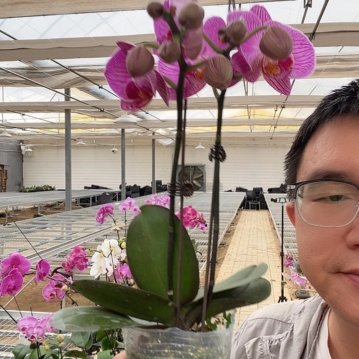 完全开放粉玲珑双剑带花苞