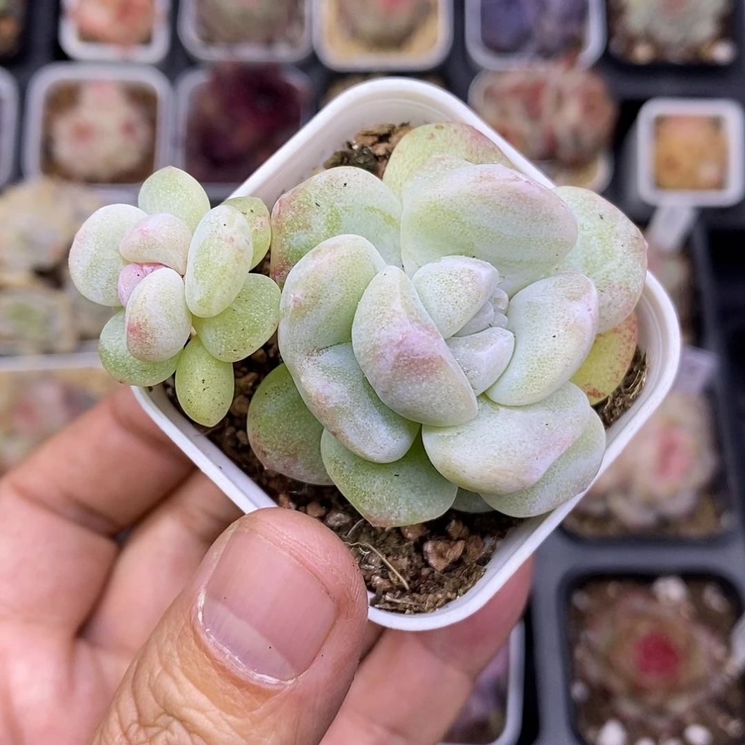 冰玉石化5厘米盆脱土发