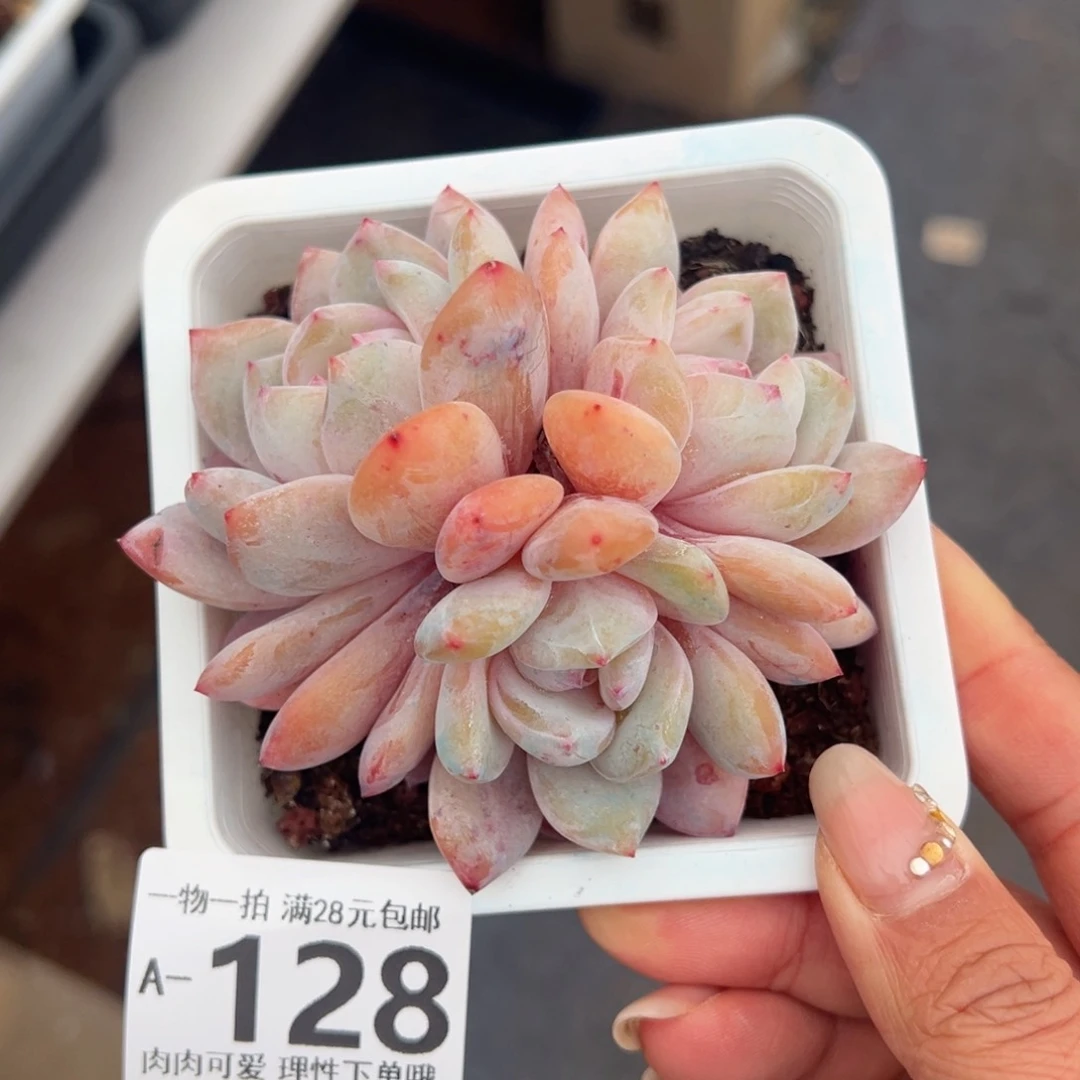 橙梦露多肉多肉多肉多肉