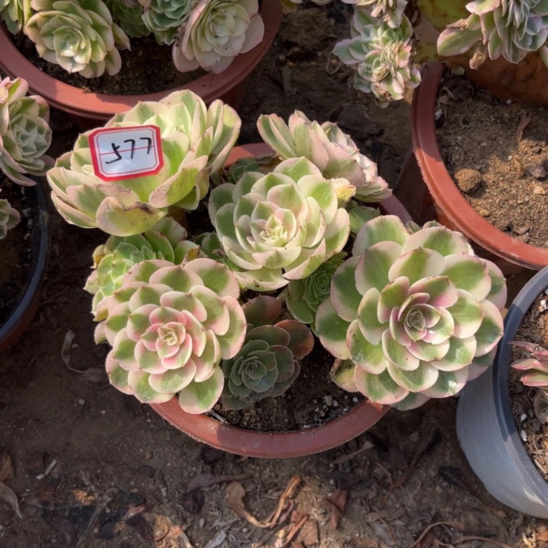 577多肉植物荔枝朵朵板子桩有砍过