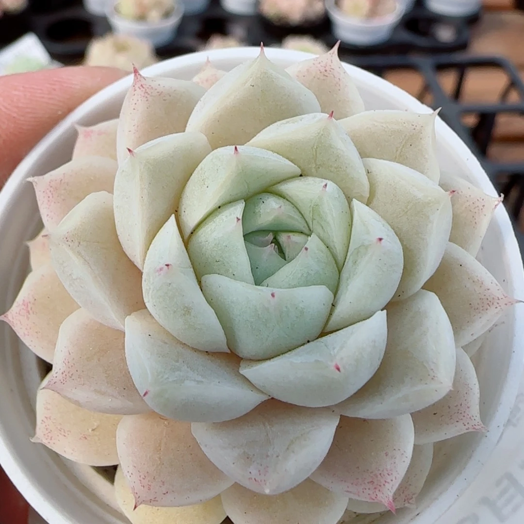 花语逸镜0327-318