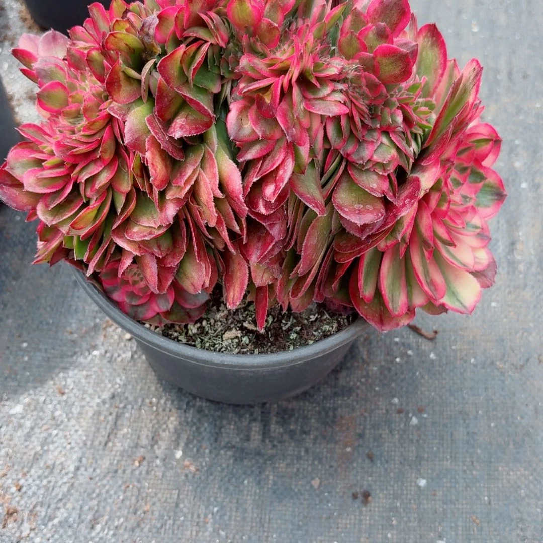 31法师锦多肉020