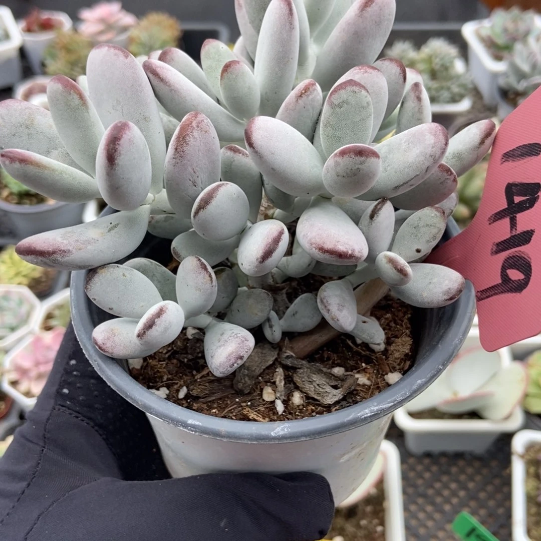 1419福娘多肉植物多肉