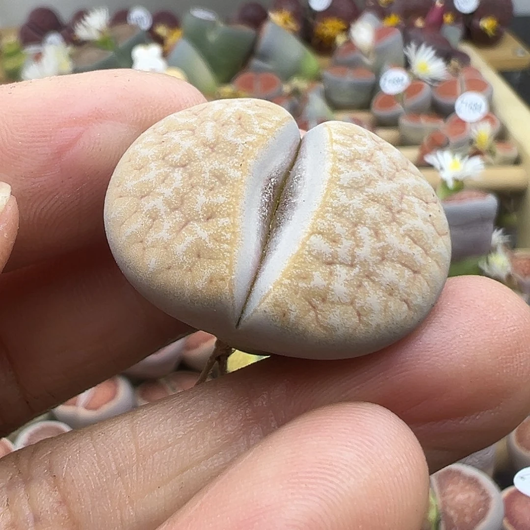 1725 生石花福利清货