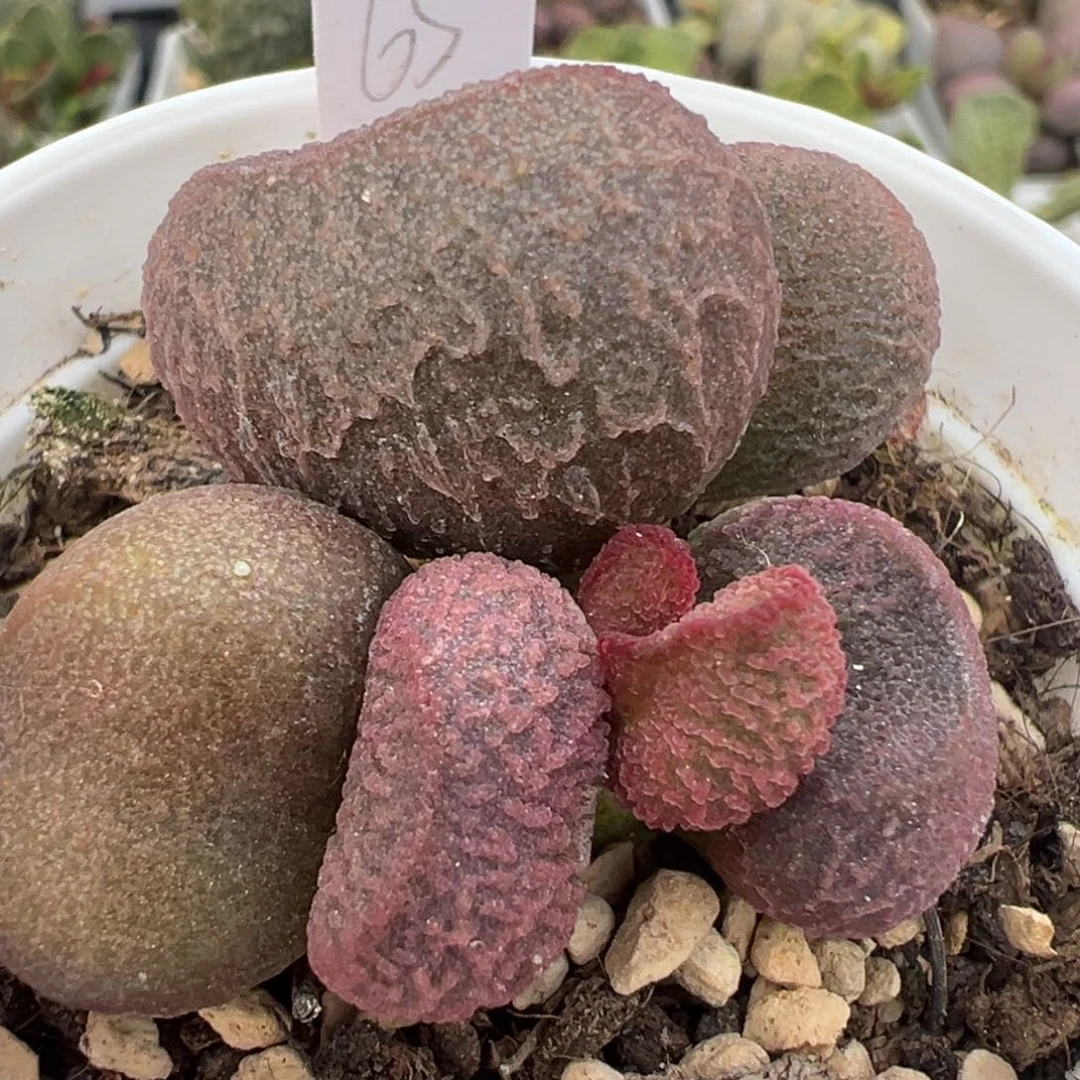 实生新品多肉植物水泡多肉植物