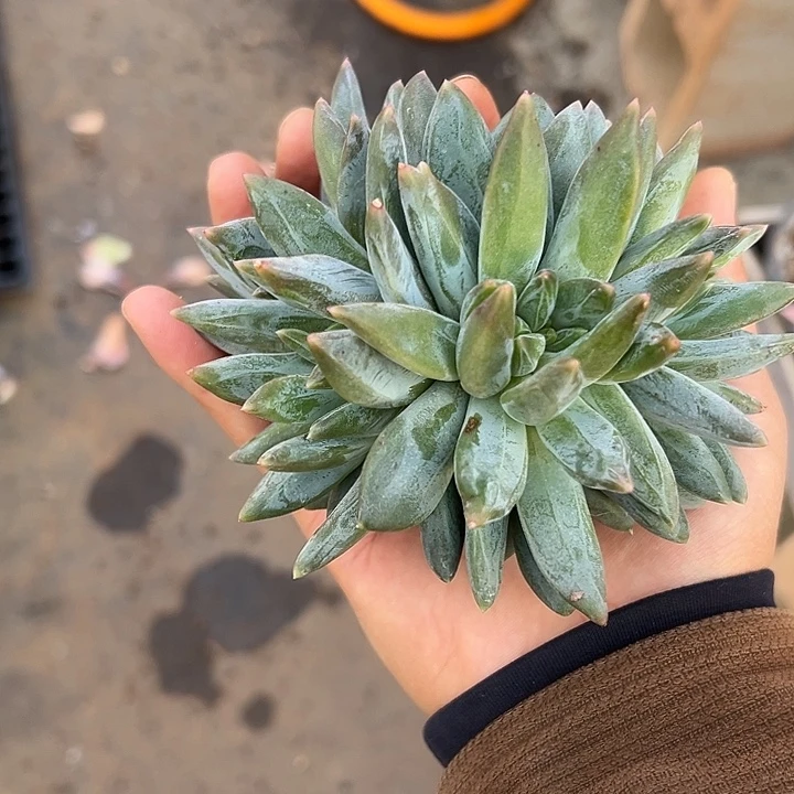 重楼群生缀化多肉