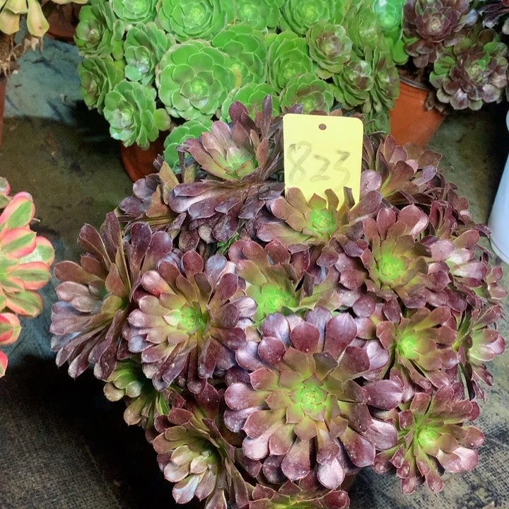 823黑铜壶多肉一物一拍