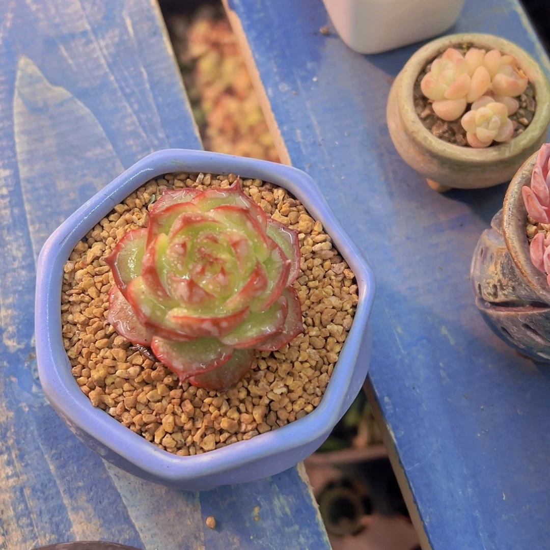拒**虑多肉植物，多肉植物，