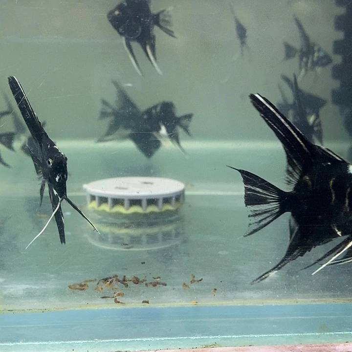 神仙鱼陨石神仙燕鱼3厘米左右5条