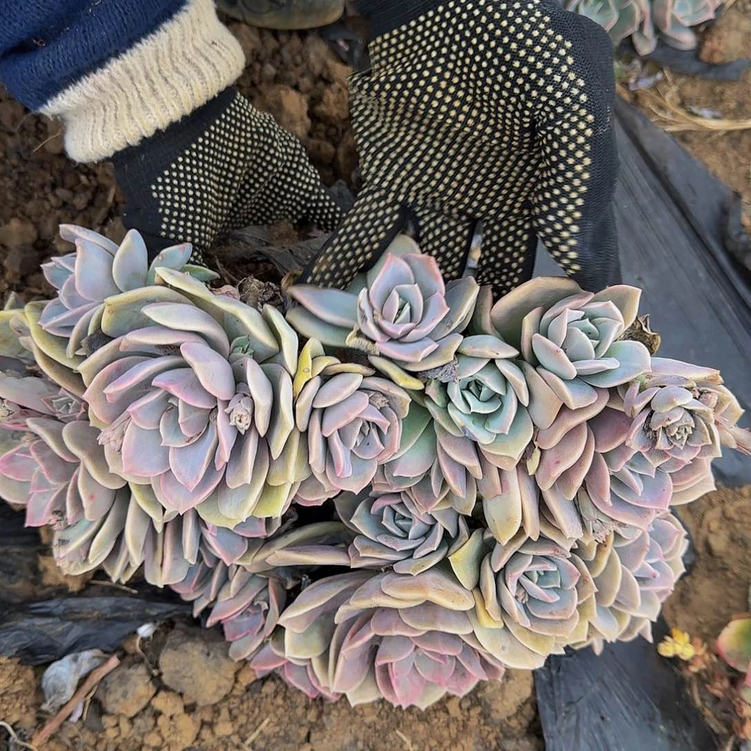 可爱 哈里杂 多肉不包损