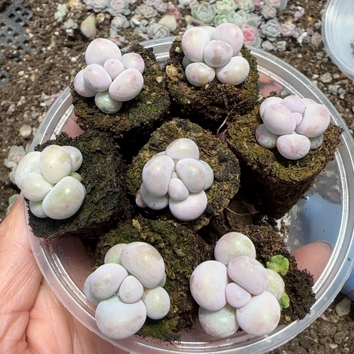 圆滚滚系列彩虹奶一盒
