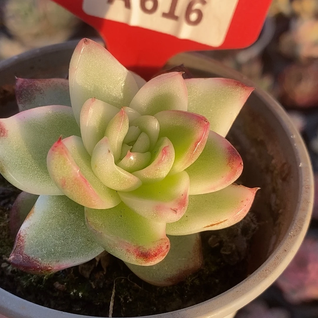 616福利哈哈哈哈哈哈哈哈