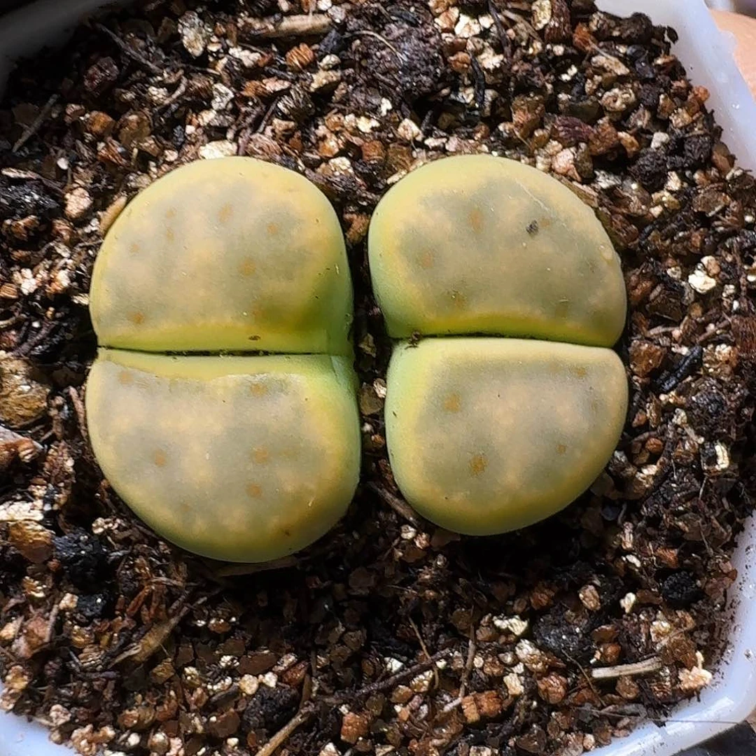 生石花等植物的111222。  171