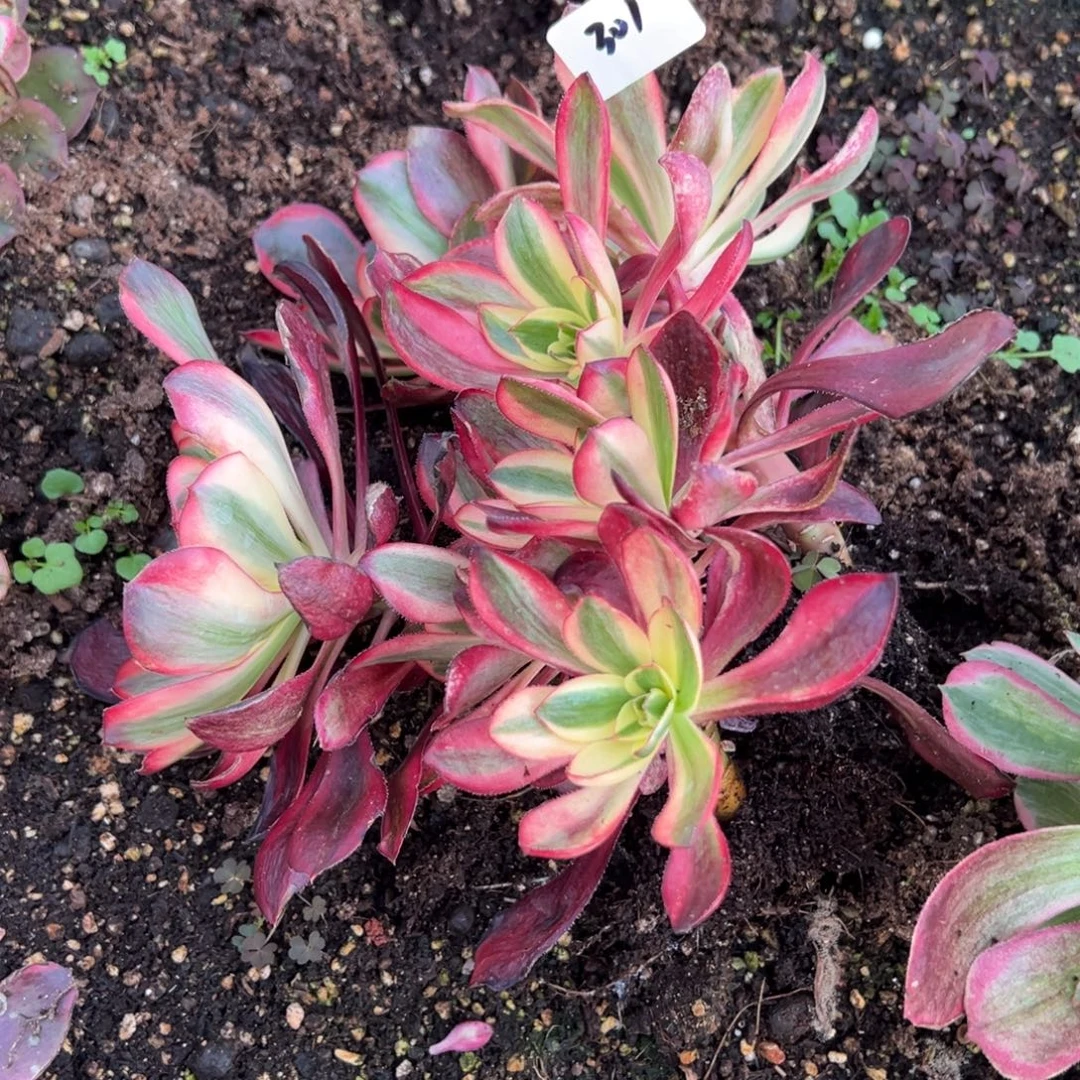 冬***。301四颗红魔女多肉椅子