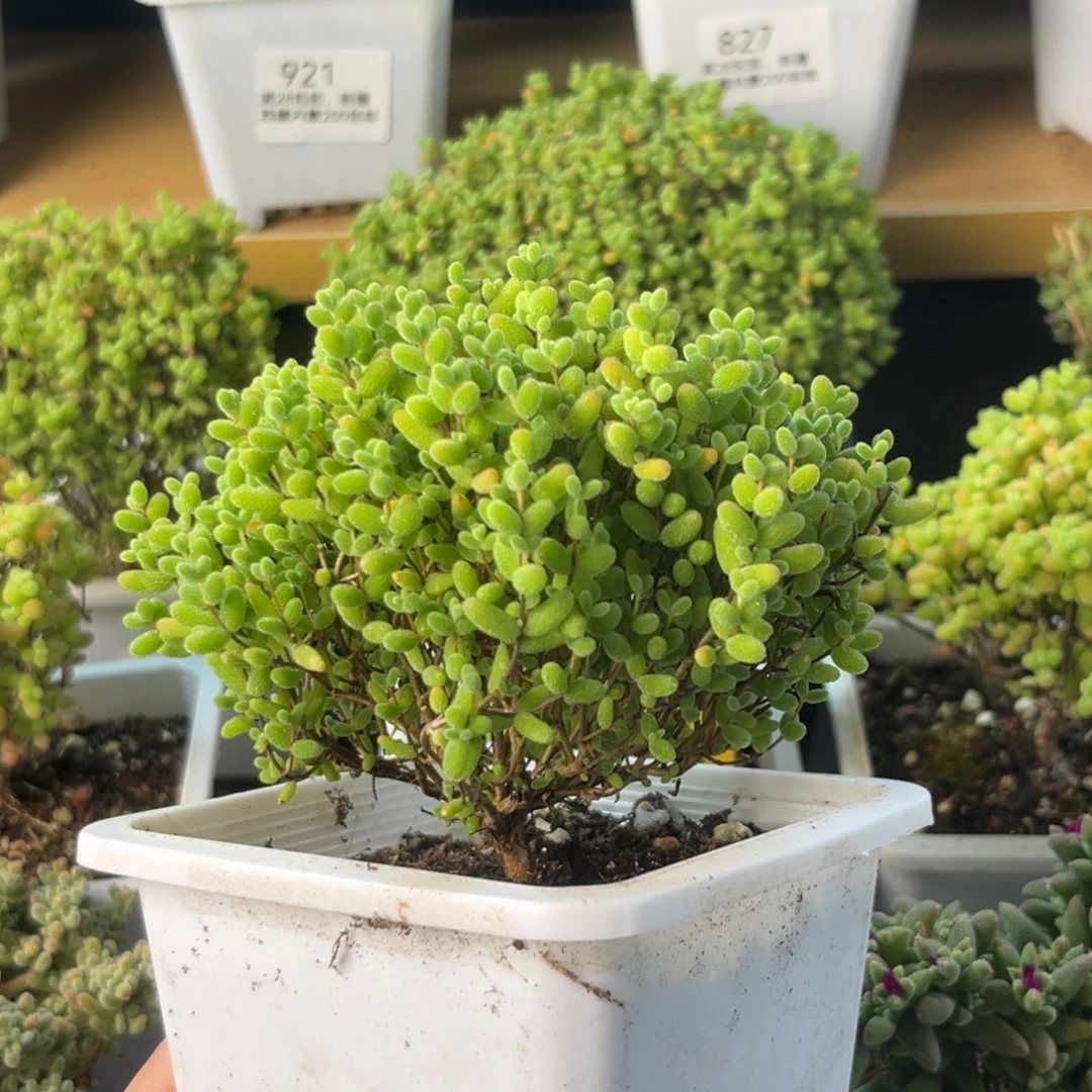 933蜜桔糖球福利甩。