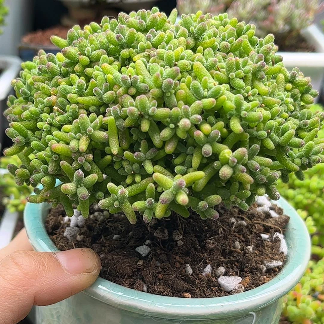 48蜜桔带盆优选枝干