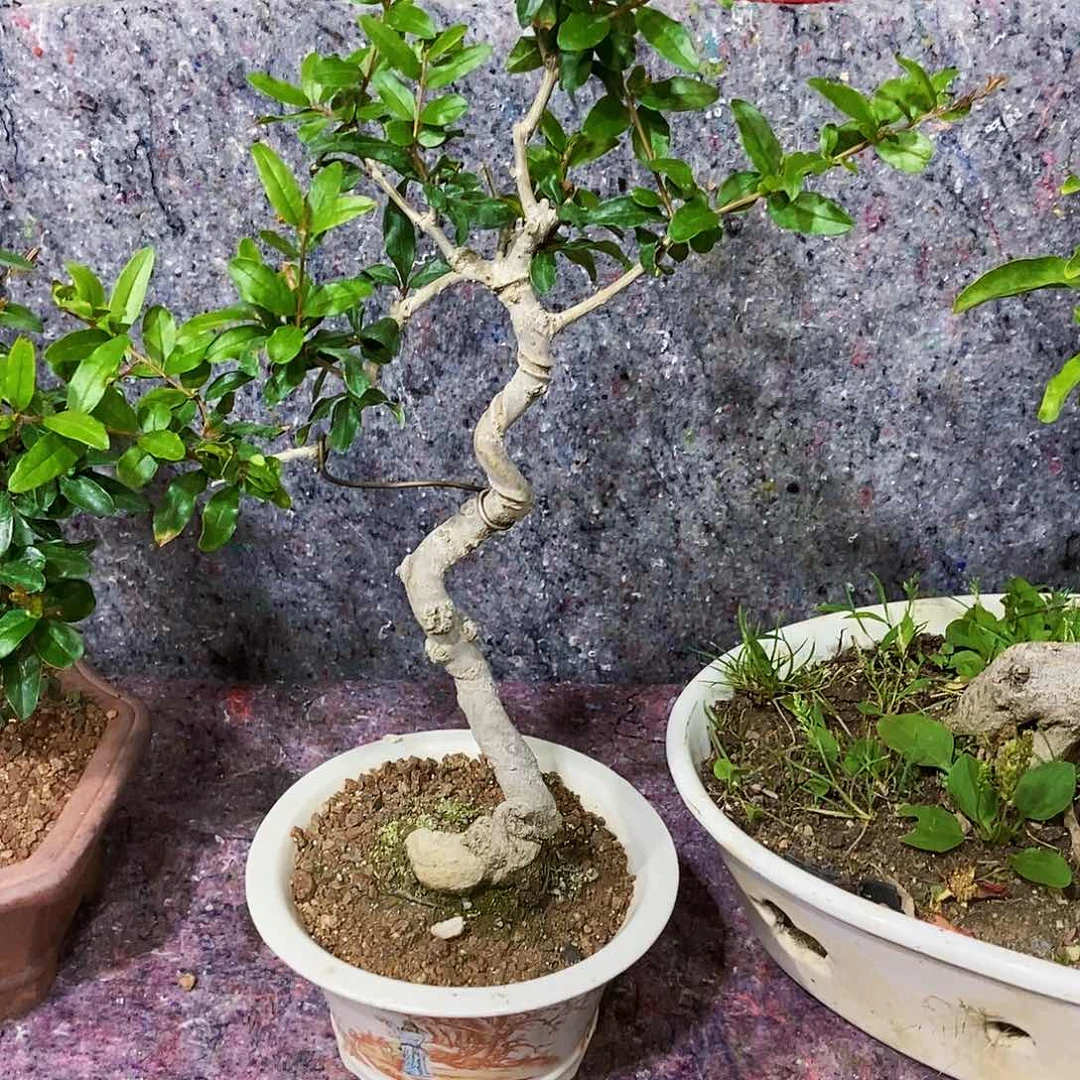 完全开放昆*帮没有开花