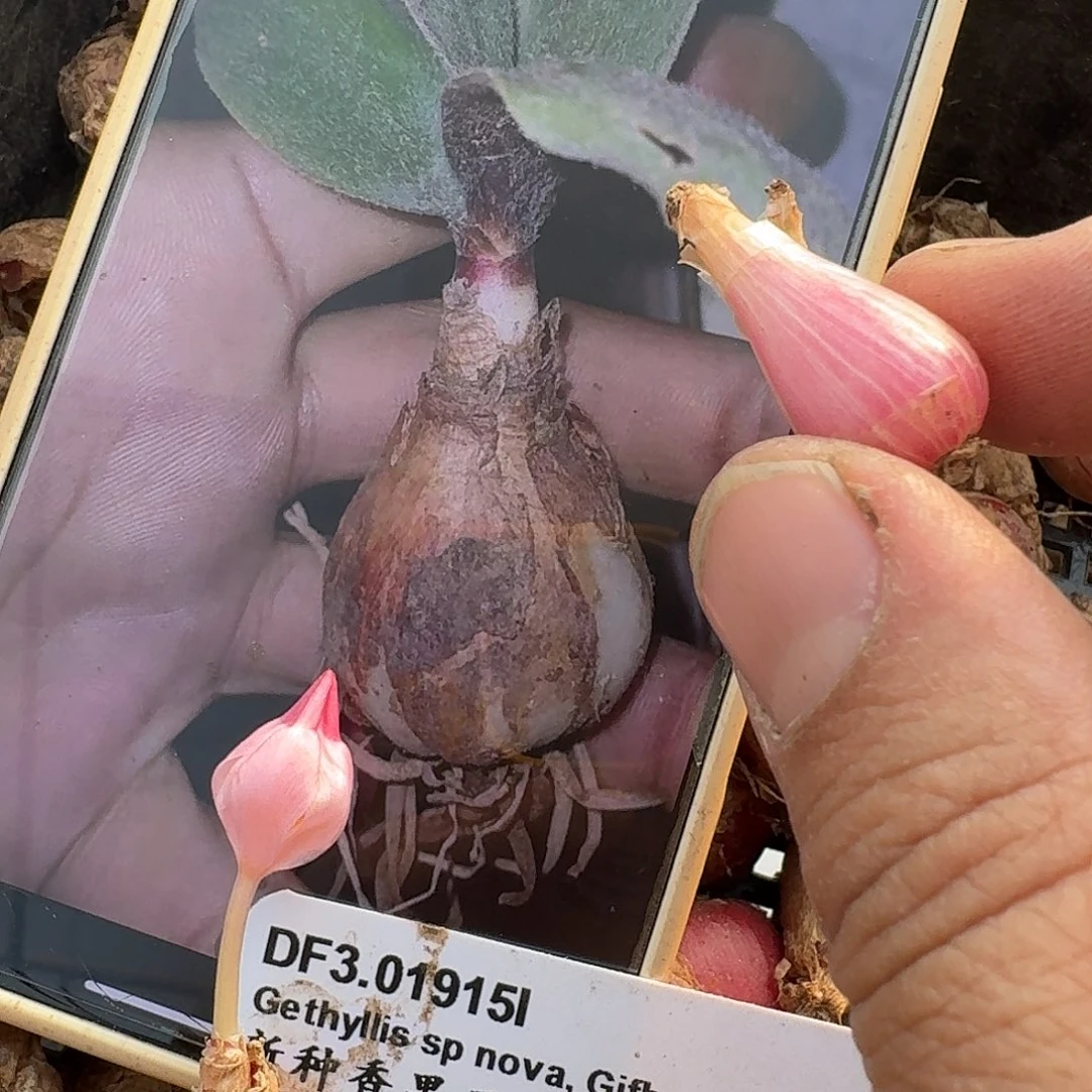 新种香果石蒜gifberg