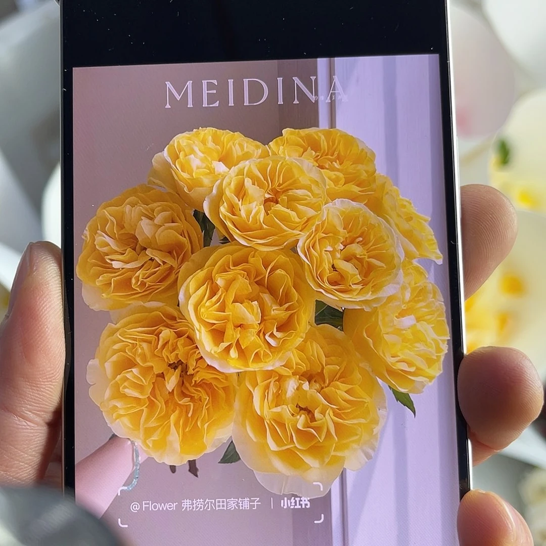 完全开放（美迪娜）单头10枝