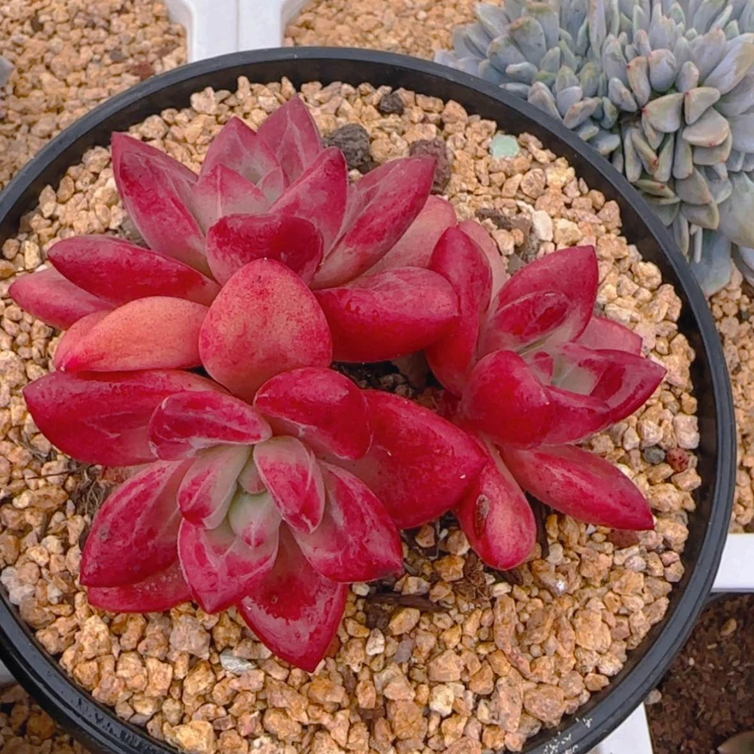 【闪购商品】赫菲斯托