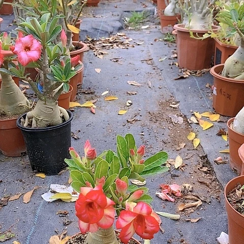 【闪购商品】念绿植