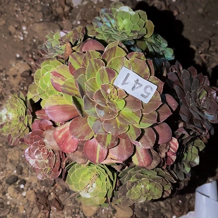 541花月夜多肉植物不售后