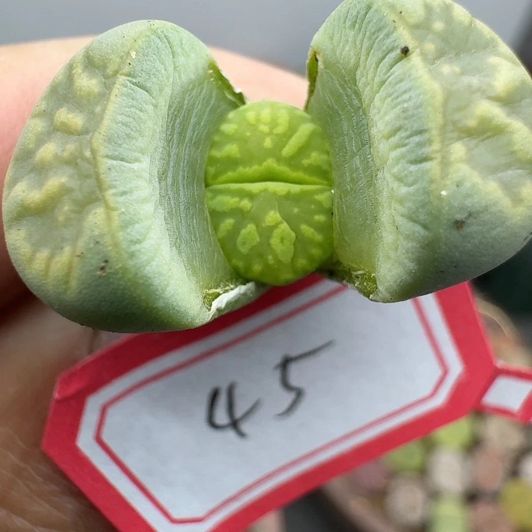 45绿菊哈哈哈哈哈