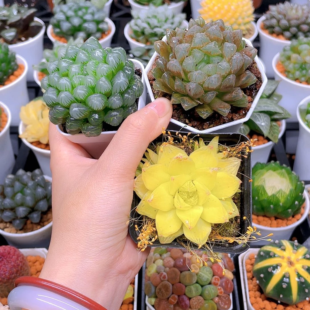 黄金玉露，粉龙珠，冰灯玉露