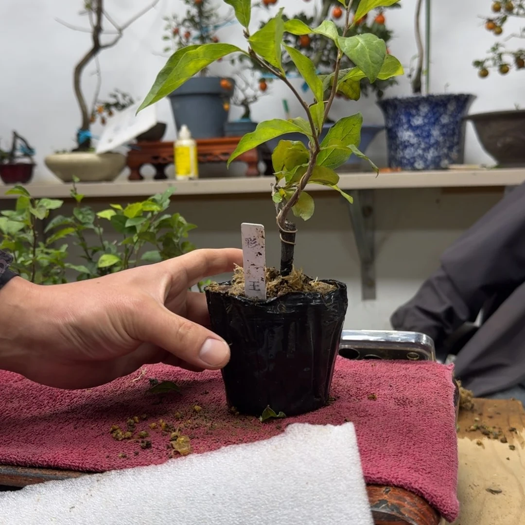 青***蟹无花朵866顺丰到付不包邮