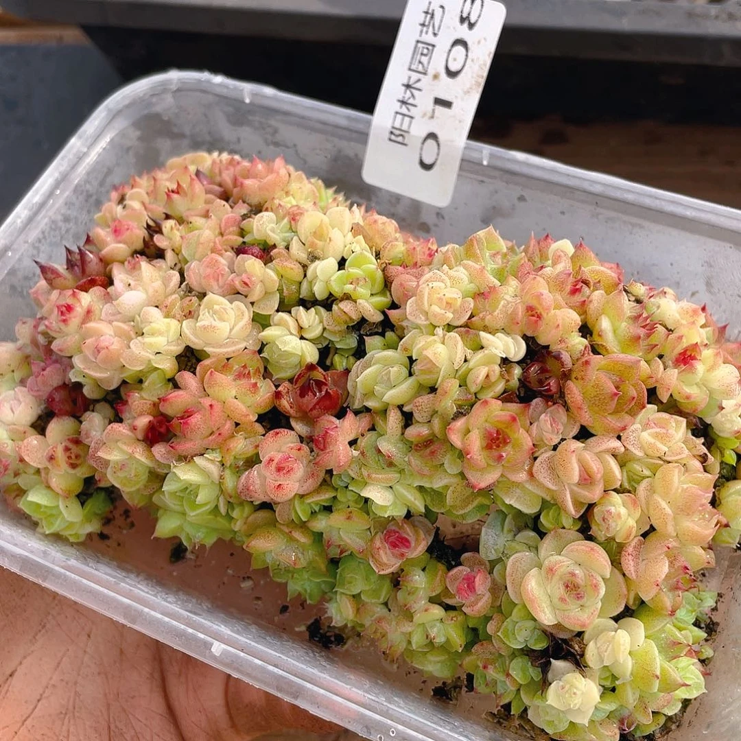 多肉植物多肉植物108