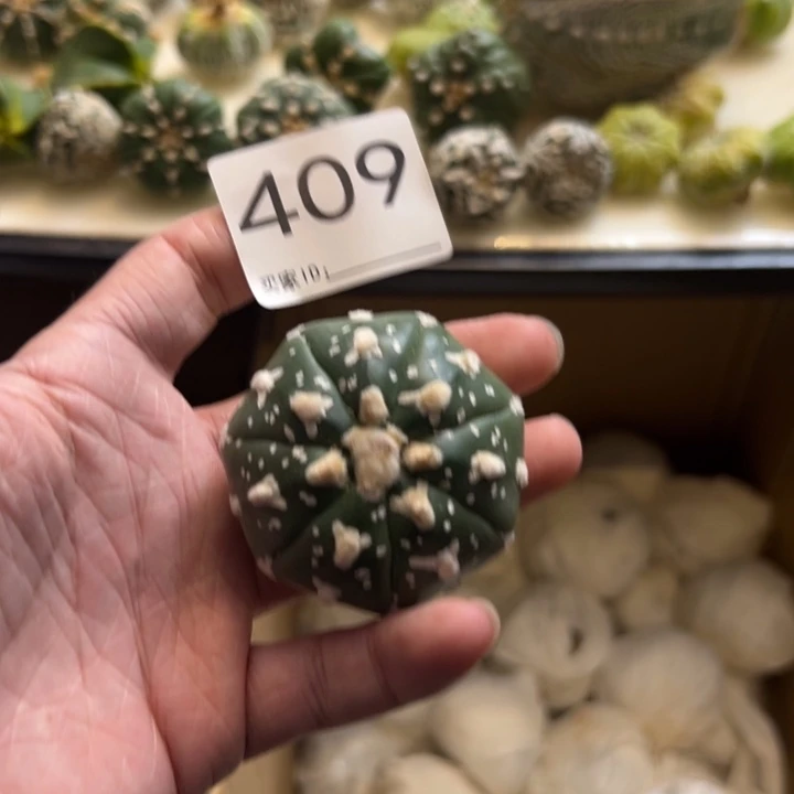 r***花兜星球仙人球409号