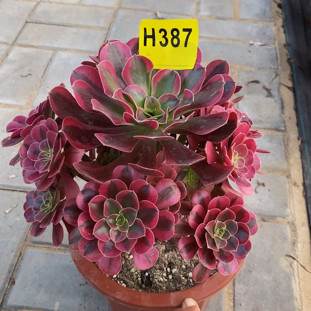387美杜莎4444444