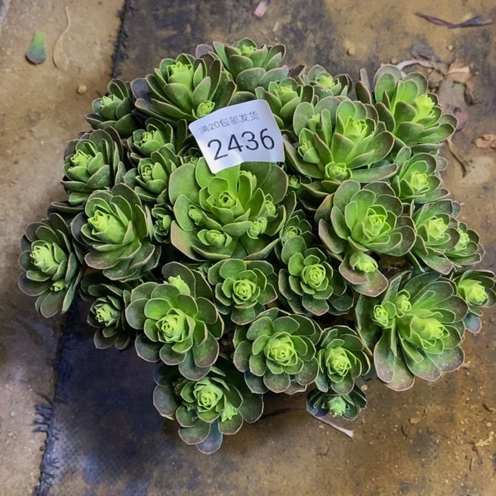 树玫瑰多肉断头不包2436