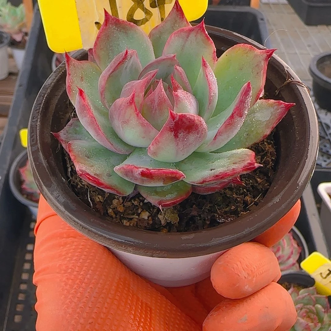 默*J84 惊鸿仙子多肉