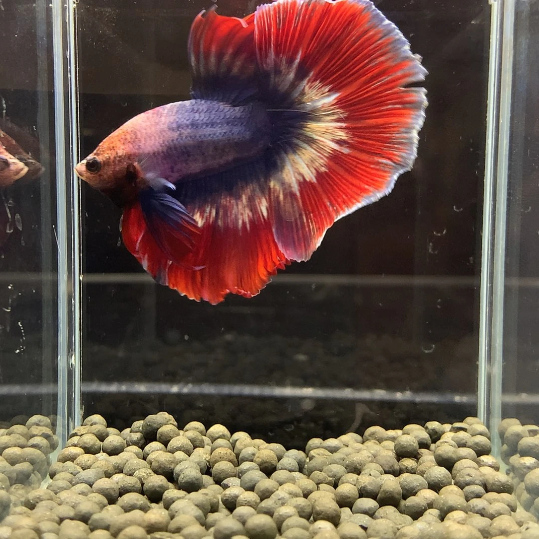 海水鱼七弟泰国斗鱼447