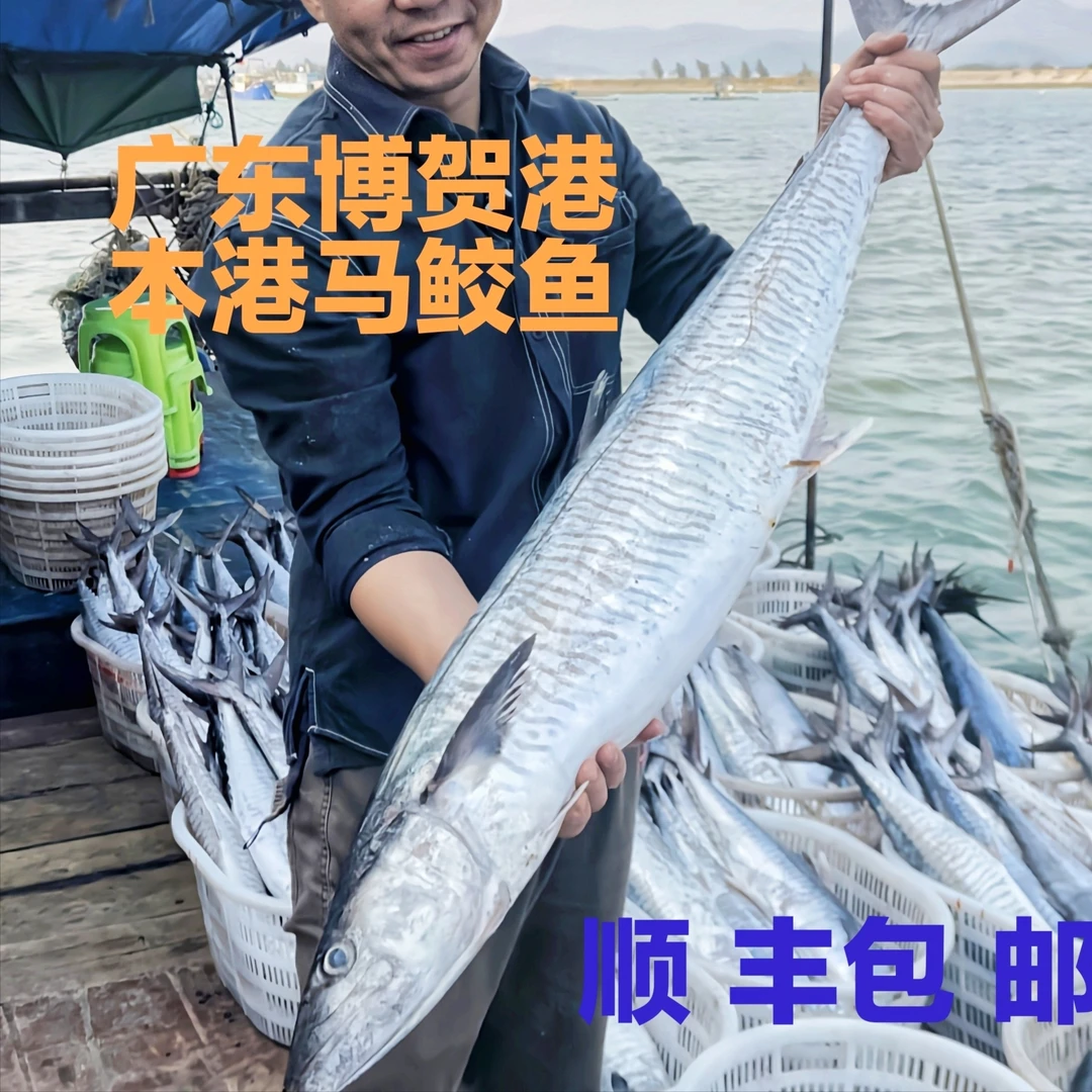 【马鲛仔海产】6斤正宗马鲛鱼 原条切片速冻顺丰包邮博贺港深海海鲜