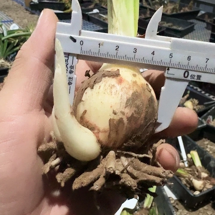 简爱朱顶红一棵5.0带侧