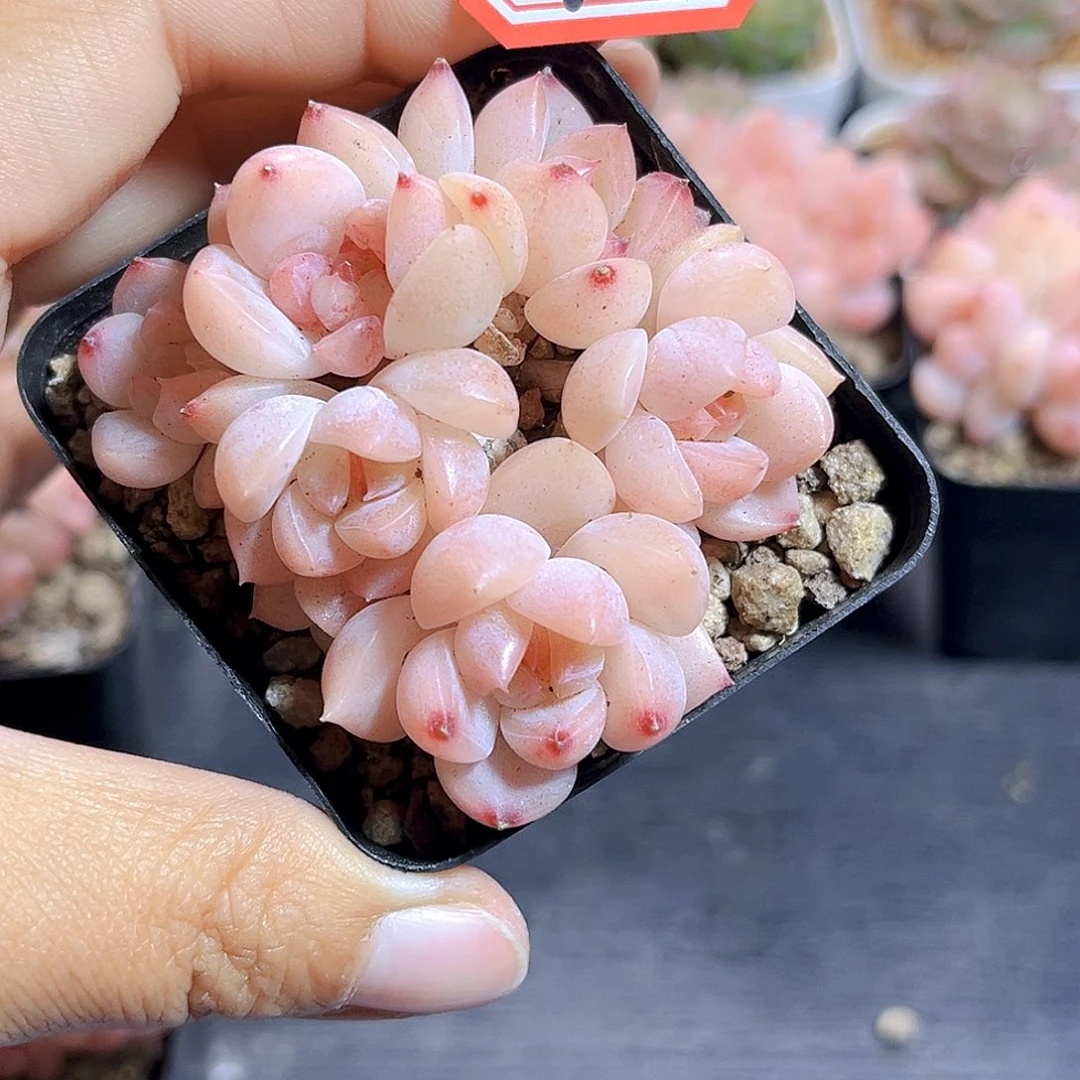 H642  倾城珍妮满18包邮