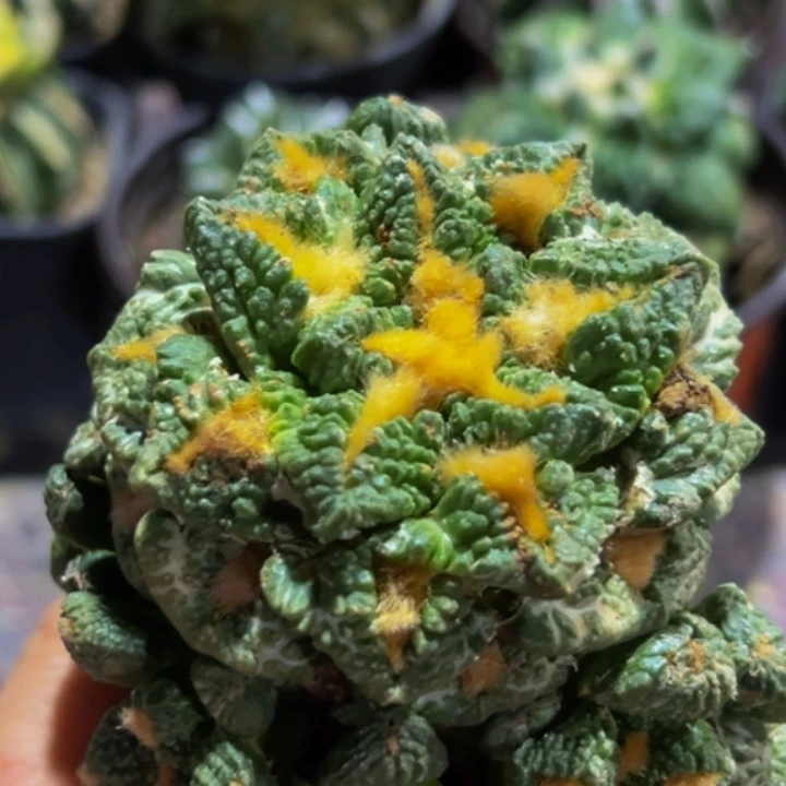 无花朵福利金毛龟甲牡丹群484