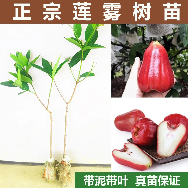 莲雾果苗特大嫁接树苗黑金刚大叶红黑糖芭比盆栽地栽庭院常绿果树
